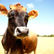 A cow, not THE cow. Image via Getty.